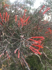 Psittacanthus sonorae