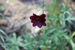 Cosmos scabiosoides
