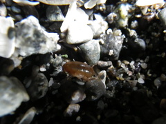 Traskorchestia traskiana