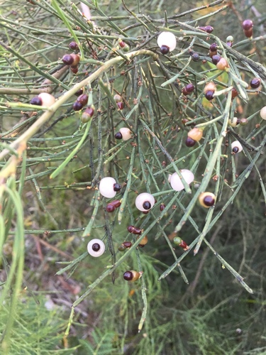 Exocarpos syrticola (F.Muell. ex Miq.) Stauffer
