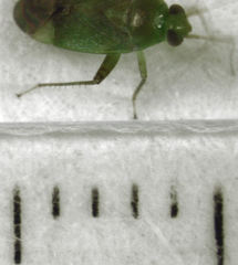 Micromimetus
