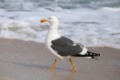 Yellow-Footed Gull photo 2