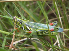 Hesperotettix viridis