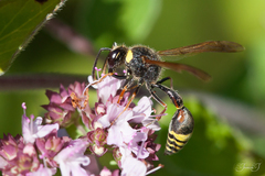 Delta unguiculatum