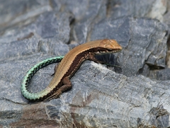 Iberolacerta monticola