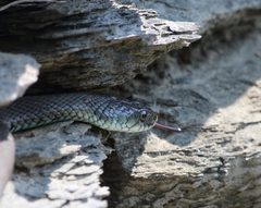 Natrix astreptophora