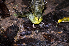 Xanthomixis zosterops