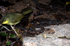 Xanthomixis zosterops