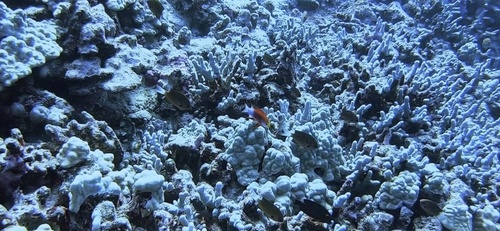 Pseudanthias hawaiiensis observed 2023-06-17