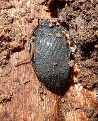 Penthe pimelia