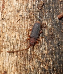 Uleiota dubia