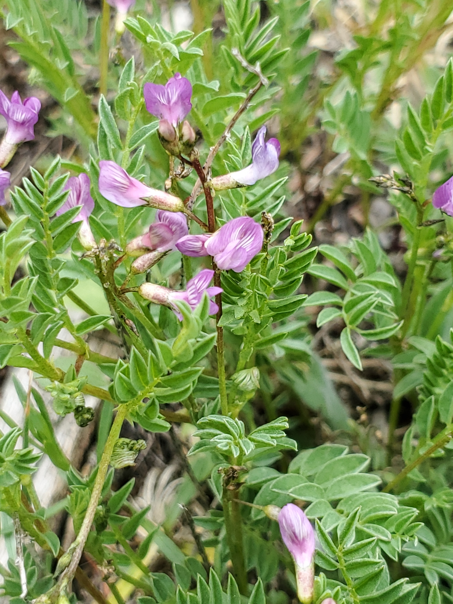 Astragalus bourgovii