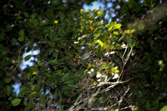 Zosterops maderaspatanus