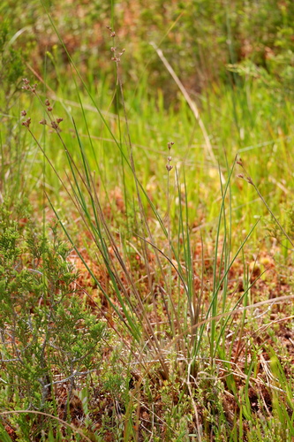 New Jersey rush (Juncus caesariensis)