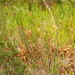 Juncus caesariensis - Photo (c) Bonnie Semmling,  זכויות יוצרים חלקיות (CC BY), הועלה על ידי Bonnie Semmling