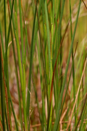Image of Juncus caesariensis by (c) Bonnie Semmling, some rights reserved (CC BY)