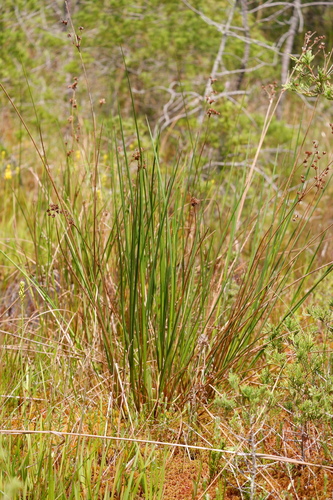 Image of Juncus caesariensis by (c) Bonnie Semmling, some rights reserved (CC BY)