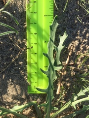 Streptanthus longirostris