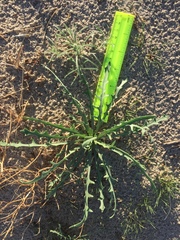 Streptanthus longirostris