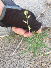 Streptanthus longirostris