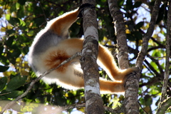 Propithecus diadema