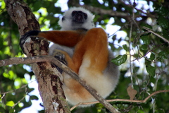 Propithecus diadema