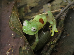 Nymphargus