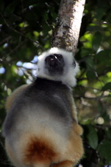 Propithecus diadema