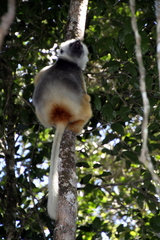 Propithecus diadema