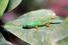 Phelsuma lineata