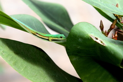 Phelsuma lineata