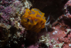 Halgerda indotessellata
