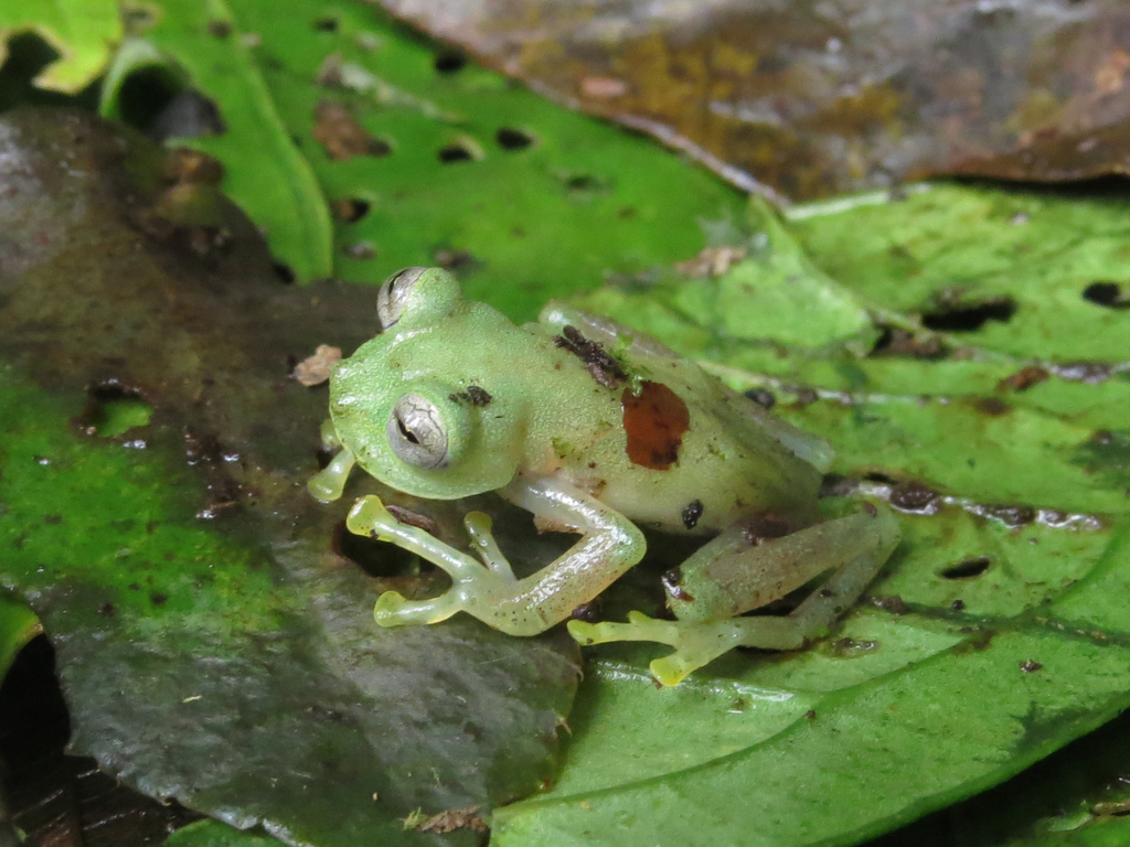 Rio Calima Cochran Frog