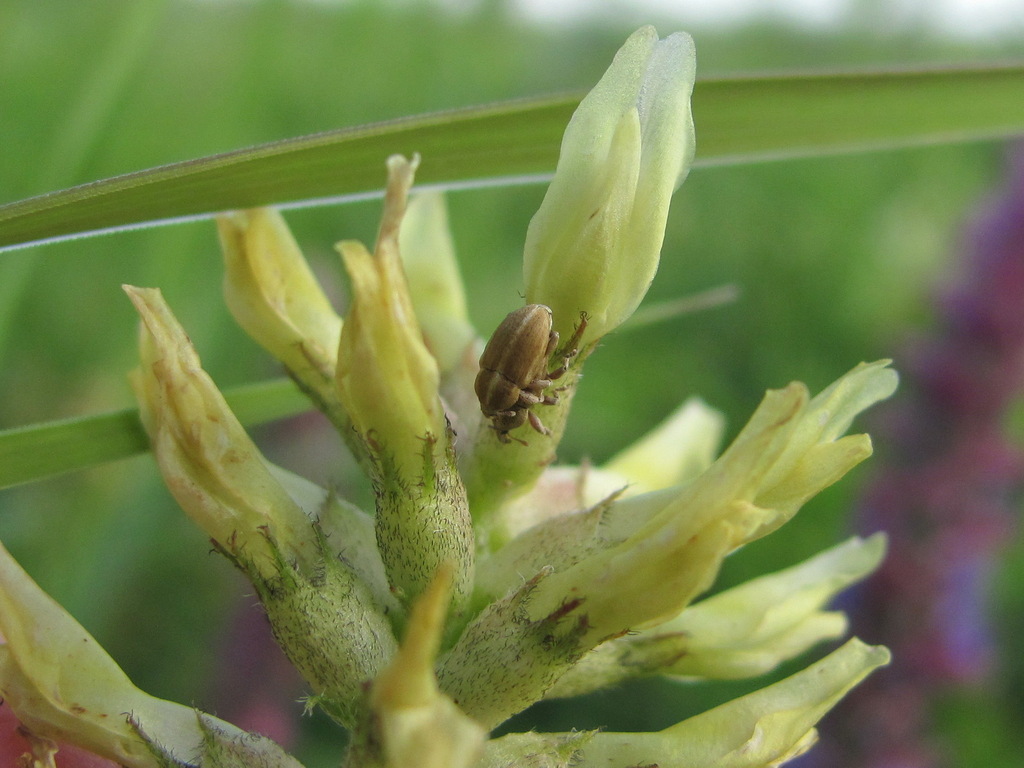 Tychius trivialis