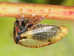 Stictocephala basalis