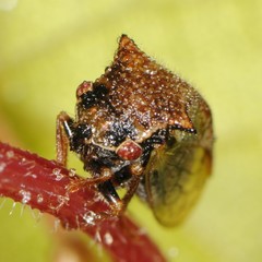 Stictocephala basalis