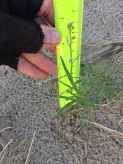 Streptanthus longirostris