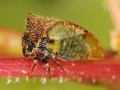 Stictocephala basalis