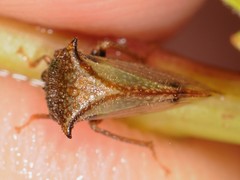 Stictocephala basalis