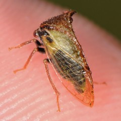 Stictocephala basalis
