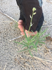 Streptanthus longirostris