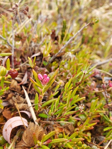 Wild Rosemary