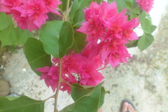 Bougainvillea