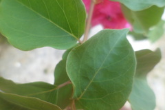 Bougainvillea
