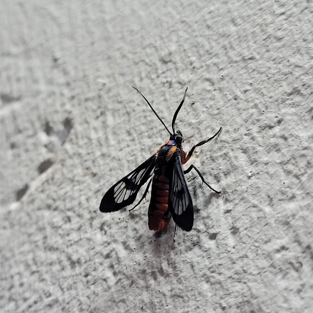 Phoenicoprocta sanguinea