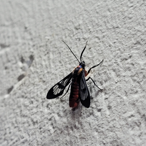 Phoenicoprocta sanguinea