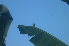 Tyrannus melancholicus