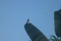 Tyrannus melancholicus