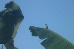 Tyrannus melancholicus