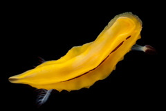 Halgerda indotessellata